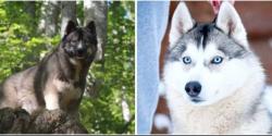 Superbes chiots huskys lof parents tests