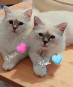 Chatons sacre de birmanie loof disponibles