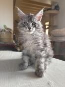 1 magnifique chaton maine coon loof disponible