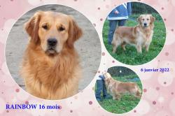 Magnifiques chiots fauve disponibles