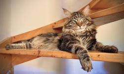 Mle maine coon loof pour saillie