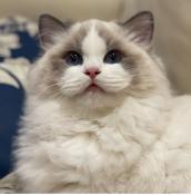 Adorables chatons ragdoll