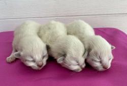 A rserver 5 chatons ragdoll loof