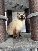 Femelle adulte ragdoll loof