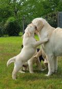 Chiots labrador retriever lof noir et sable