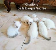 Magnifiques chatons sacre de birmanie