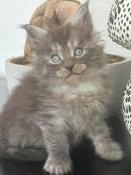 Chaton maine coon loof