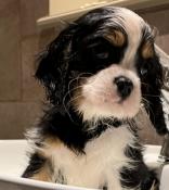 Jolis petits cavalier king charles lof