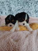 Chiots cavalier king charles lof parents tests et indemnes de