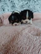 Chiots cavalier king charles lof parents tests et indemnes de