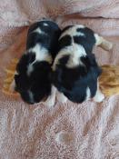 Chiots cavalier king charles lof parents tests et indemnes de