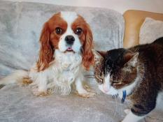 Mle cavalier king charles champion et trs prolifre cherche fiance