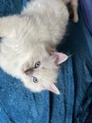 Chaton ragdoll pour adoption