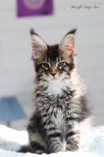 Chatons maine coon loof