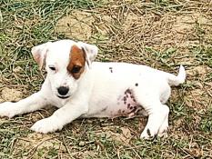 Bb jack russell au lof excellent pedigree et morphologie