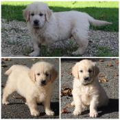 Chiots golden retriever