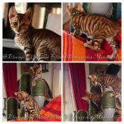 Chaton toyger, rare