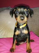 Magnifiques chiots pinscher nain lof