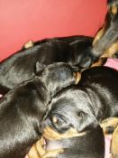 Magnifiques chiots pinscher nain lof