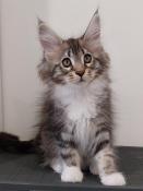 Chaton maine coon loof