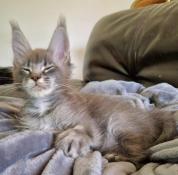 Chatons maine coon  rserver