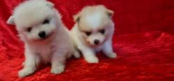 Chiots  apparence spitz nain