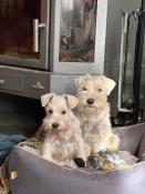 Chiots schnauzers nains blancs lof