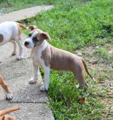 Superbes chiots amstaff staff american staffordshire terrier