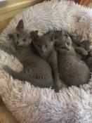 Chatons bleu russe a reservee