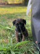 Chiots border terrier