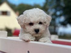 Chiots bichon friss lof