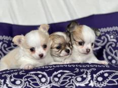 Chiots chihuahua poil long inscrit au  lof