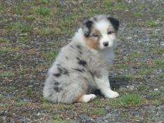 Chiots bergers australien males lof