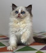 Chaton ragdoll loof femelle