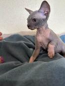 Chatons sphynx loof