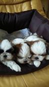 Chiots shih-tzu