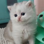 Superbes chatons british shorthair