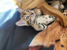 Magnifique chatons bengal