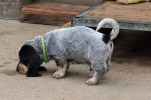 Chiot mle basset bleu de gascogne