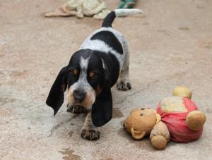 Chiot mle basset bleu de gascogne