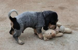 Chiot mle basset bleu de gascogne