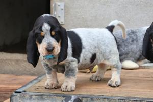 Chiot mle basset bleu de gascogne