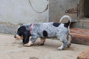 Chiot femelle basset bleu de gascogne