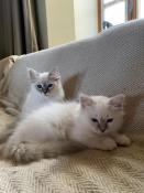 Adorables chatons sacr de birmanie loof  vendre