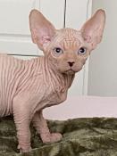 Magnifiques chatons  sphynx loof disponibles