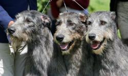 Chiot irish wolfhound