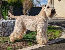 Original et rare ! chiots wheaten terrier disponibles