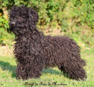 Caniche nain noir disponible de suite