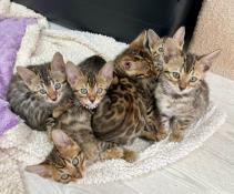 Chatons bengal  vendre