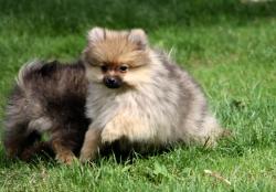 Adorables chiots d'apparence spitz allemand